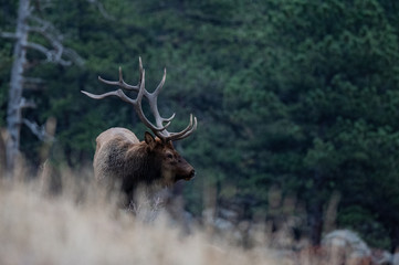 Bull Elk Profile in the Mountains of Colorado