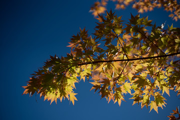 autumn leaves against blue sky