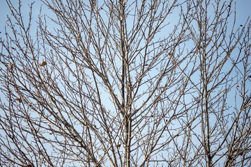 Naked, bare tree.