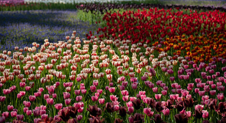 Group of colorful tulip in the flower field at Hitachi Seaside Park, Ibaraki, Japan.  Pattern of flower in the garden