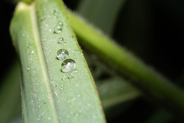 Water drops on grass in nature are dark environment. The light shines on the grass.