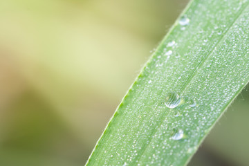 Water drops on grass There is space left.