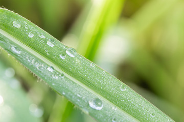 Water drops on grass
