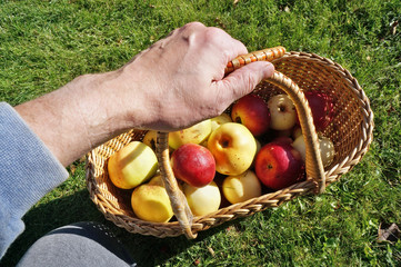 Farmer elderly man  holding basket with ripe big yellow  and red apples  in hand.