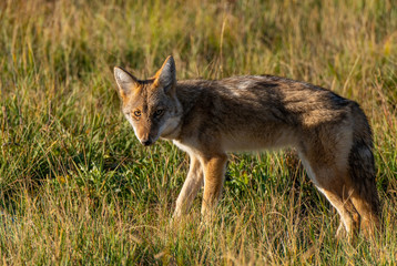 Naklejka na ściany i meble A Young Coyote in the Morning Sun