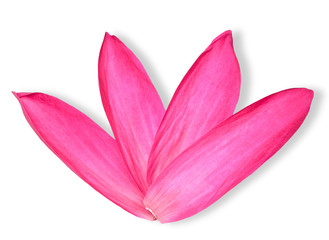 Red Lotus leaf isolated on white clipping path