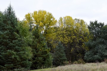 Yellow fall trees with green pine trees