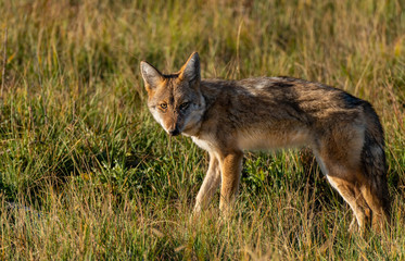 A Young Coyote in the Morning Sun