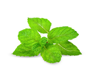 Mint isolated on white with clipping path