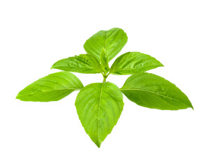 Basil leaf isolated on white clipping path