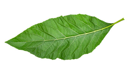 Obraz premium Gymnanthemum extensum isolated on white with clipping path