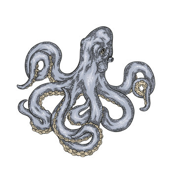 Hand drawn blue octopus isolated on white background. Vector illustration.