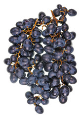 A real  large bunch and heap of sweet  dark blue  Isabella grapes. Isolated