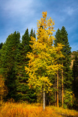 A Lone Deciduous Tree Among Evergreen in Autumn 
