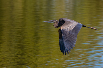 Great Blue Heron in Flight