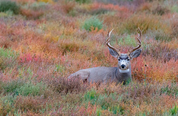 A Large Mule Deer Buck Resting on the Prairie
