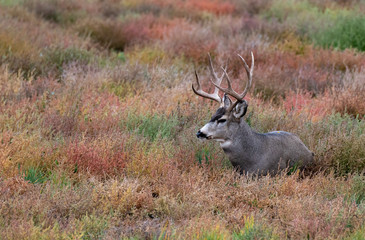 A Large Mule Deer Buck Resting on the Prairie