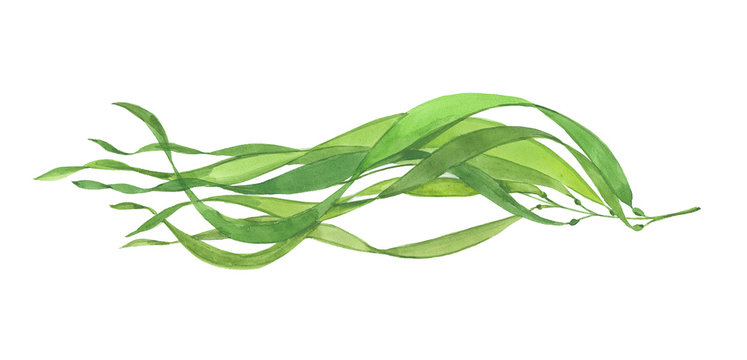 green watercolor leaves on white background clip art preview