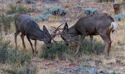 Two Young Mule Deer Bucks Sparring for Dominance
