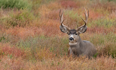 Naklejka na ściany i meble A Large Mule Deer Buck Resting on the Plains of Colorado