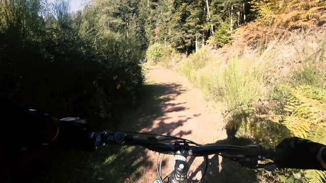 Group mountain biker riding forest path