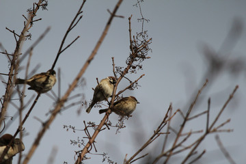 スズメ