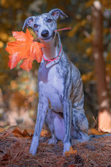 lächelnder Whippet mit einem herbstlichen Blatt im Maul
