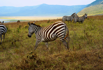 Fototapeta na wymiar Zebras Grazing in Ngorongoro Crater, Tanzania