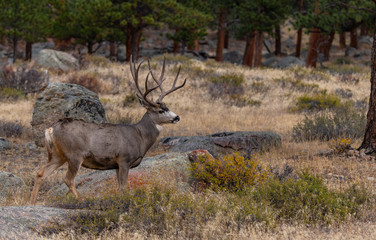 A Large Mule Deer Buck Searching for Food in the Mountains