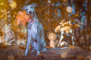 lächelnder Whippet mit einem herbstlichen Blatt im Maul