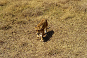 Lion Walking Through the Plain in the Serengeti