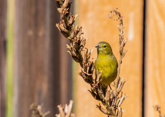 Orange-crowned Warbler Perched in Dried Brush