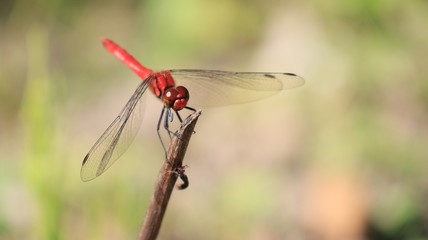 Mayutateacane Jpanaese Red dragonfly