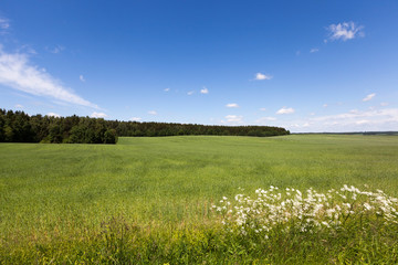 summer landscape
