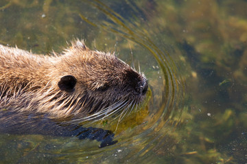 Otter in Richelieu, Indre-et-Loire, Centre-Val de Loire, France