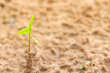 Trees growing from the ground. Focus on leaves. Front view.