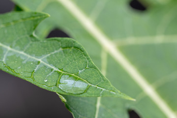 Water drops on papaya leaves. Focus some of the leaf.