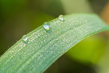 Water drops on grass.