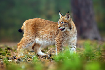 Naklejka na ściany i meble The Eurasian lynx (Lynx lynx), also known as the European lynx or Siberian lynx in autumn colors in the pine forest.