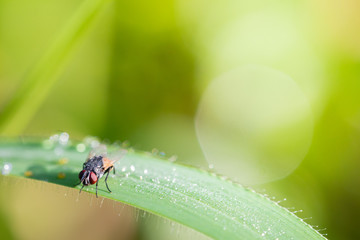 Diptera Fly on the grass And morning light.