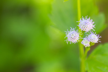 Purple flowers are on the right. Has a green background And free space