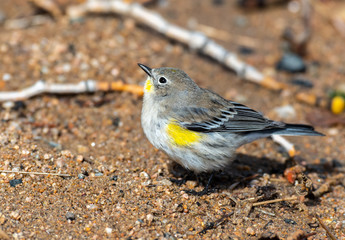 Yellow-rumped Warbler Fledgling