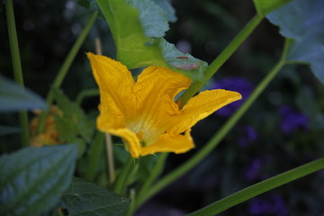 Zucchiniblüte