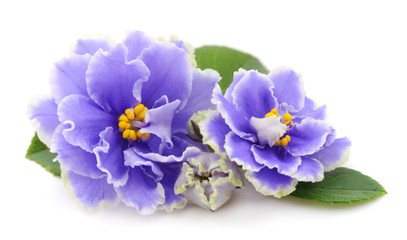 Violets beautiful flowers.