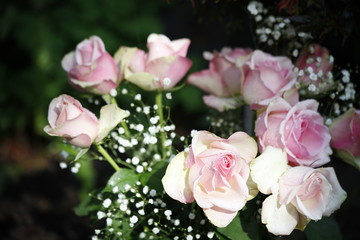Rosen