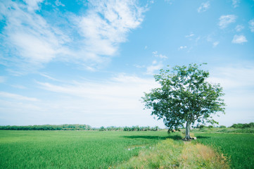 Fototapeta na wymiar Paddy field. Quiet atmosphere in the evening. A shady tree tree as a place to shelter anyone who makes it a temporary resting place.