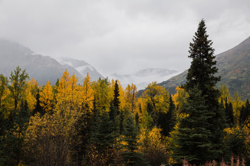 autumn forest in the Alaskan mountains