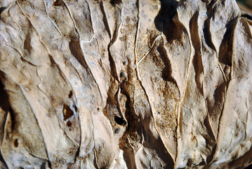 Dry brown leaf texture with dark shadows, natural organic  background, close up detail, soft sepia wavy lines