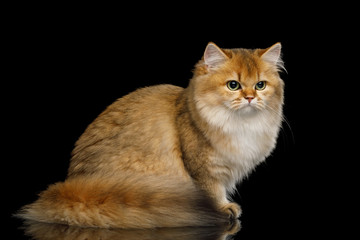 British Cat Red color with Furry tail Sitting on Isolated Black Background