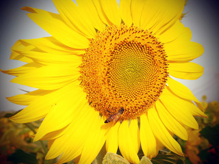  Sunflower , close up